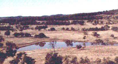 Tree lines beyond dam